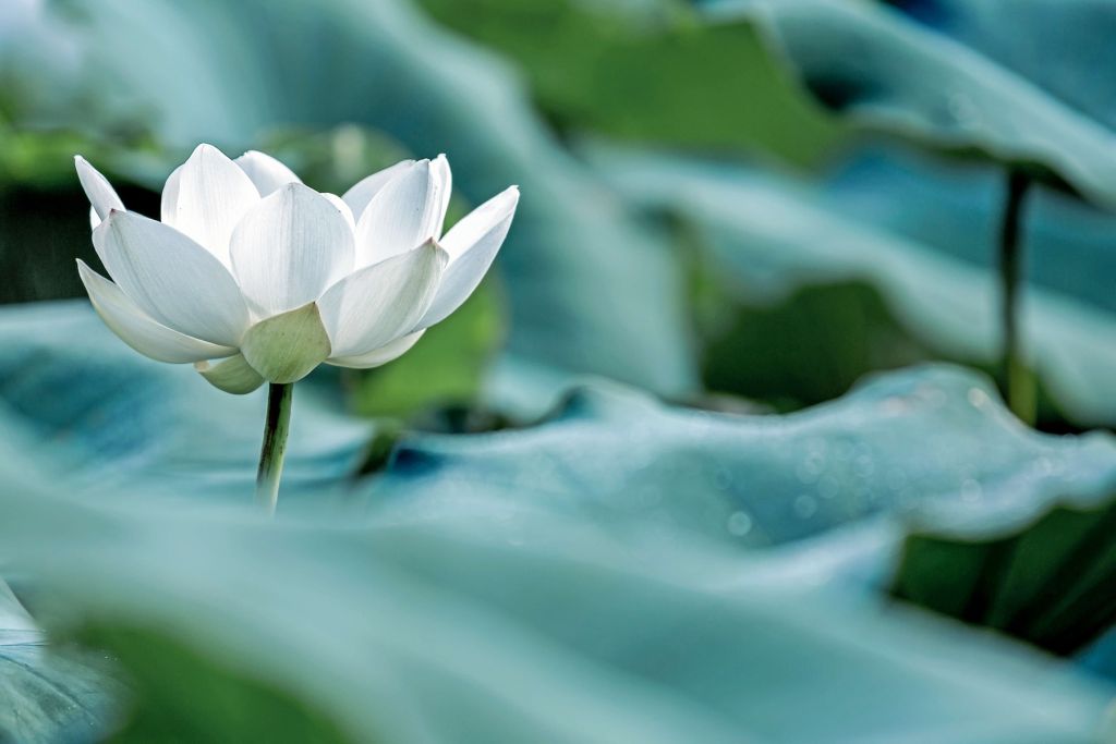 Weiße Lotusblume