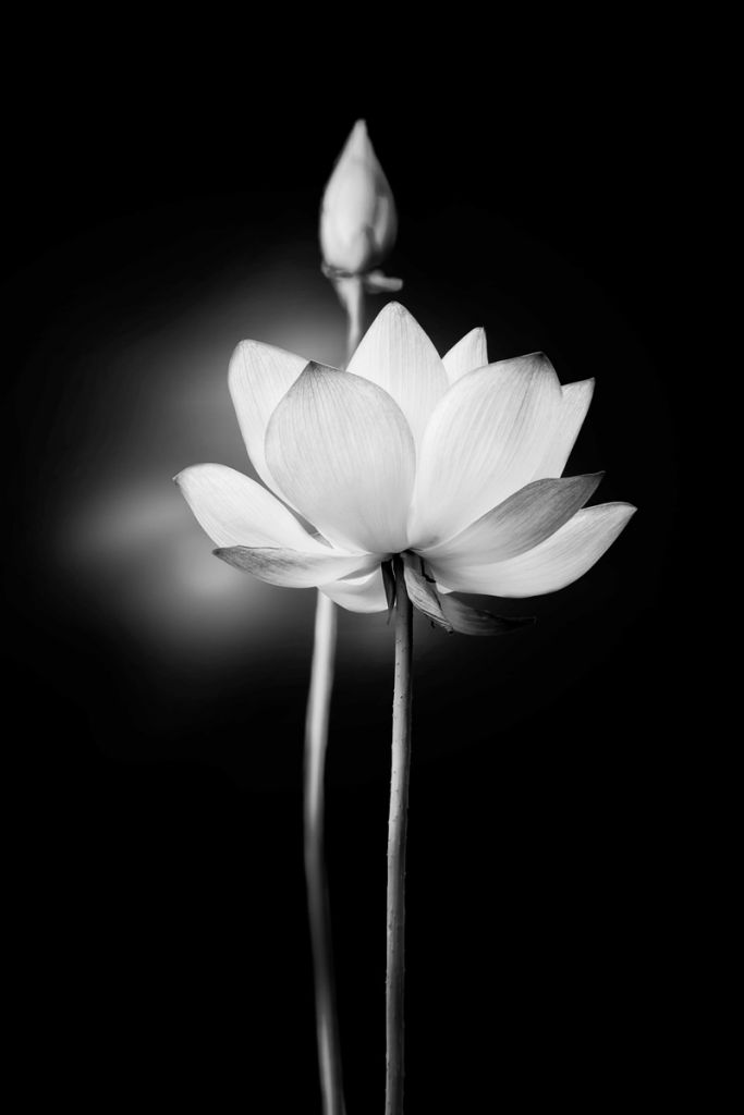 Lotusblüten schwarz und weiß