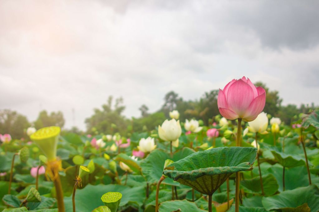 Rosa und weiße Lotusblumen