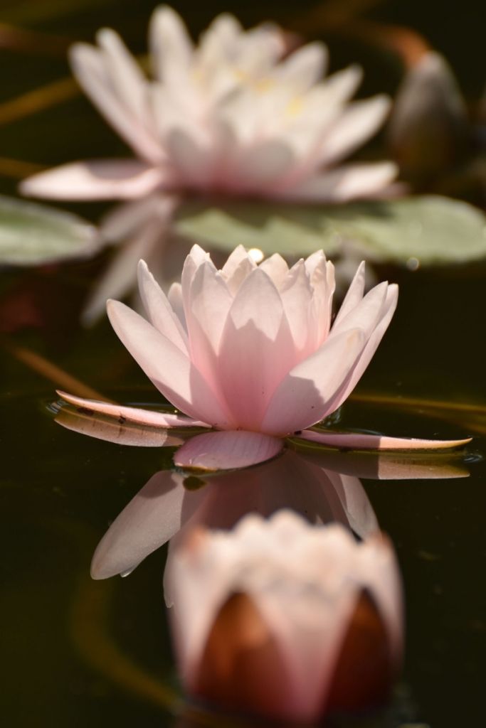 Lotusblume im Wasser