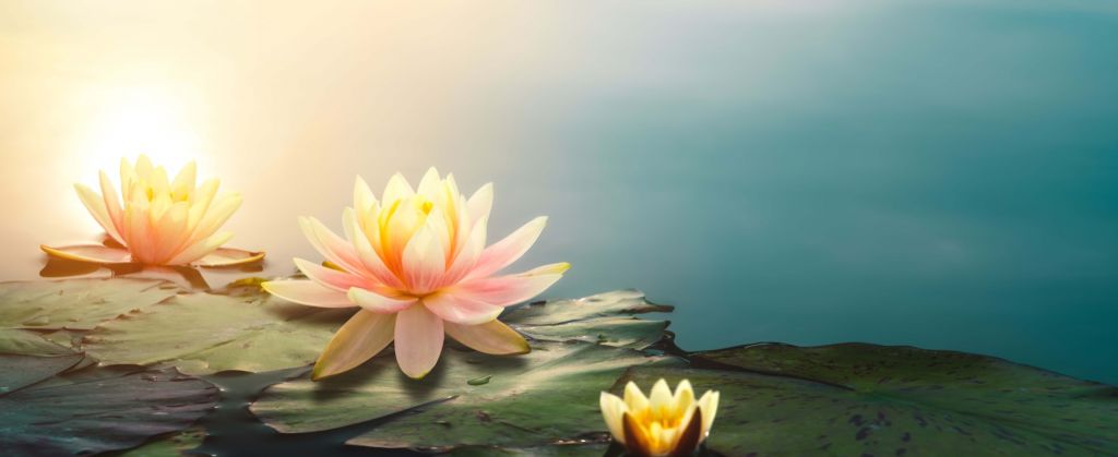 Teich mit Lotusblumen