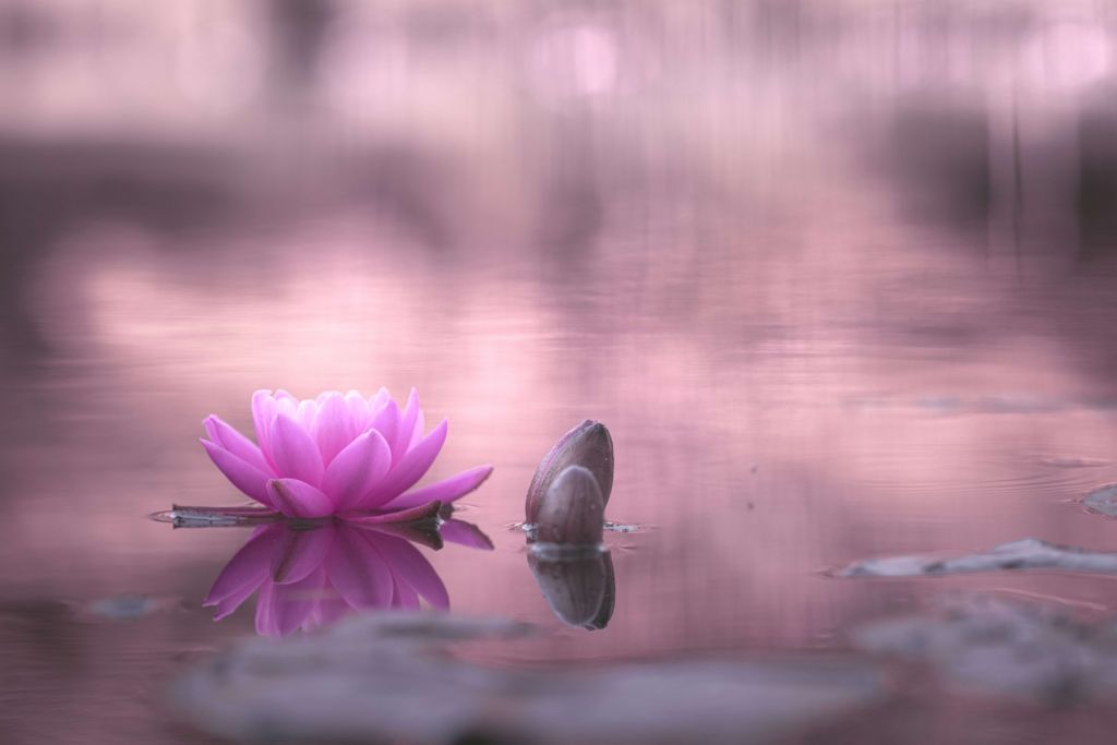 Lotusblume im Teich