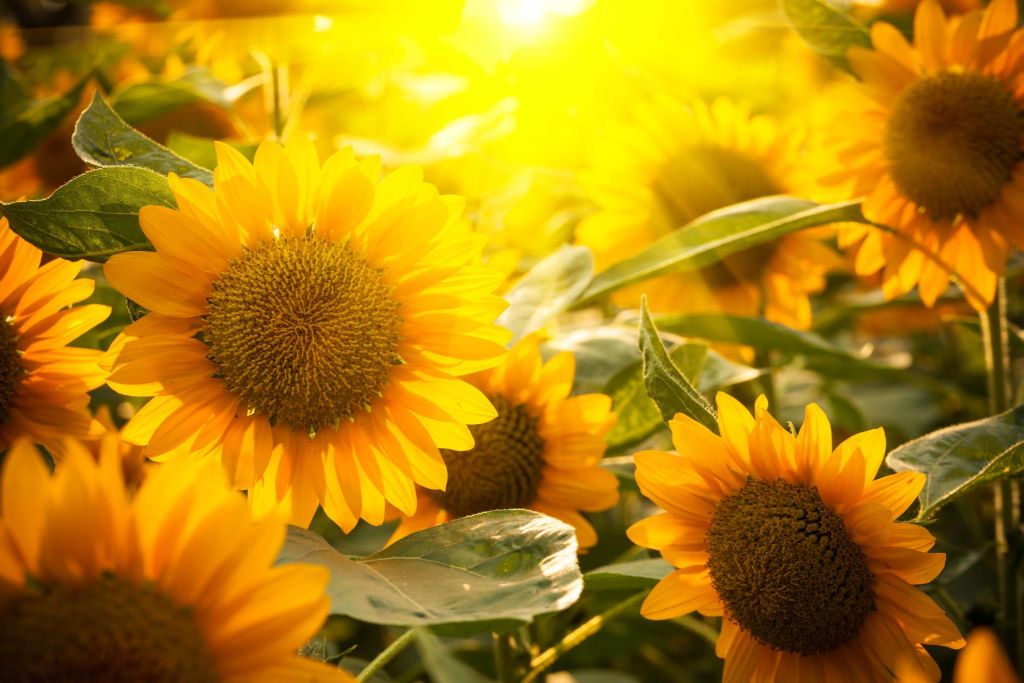 Sonnenblumen und Sonne