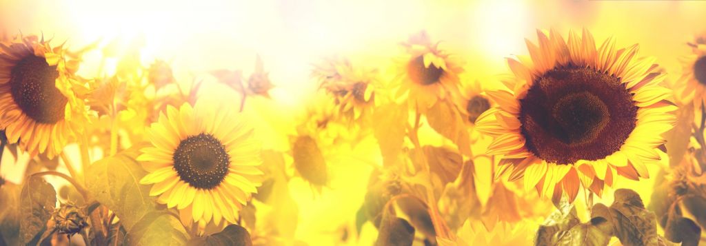 Sonnenblumen-Panorama
