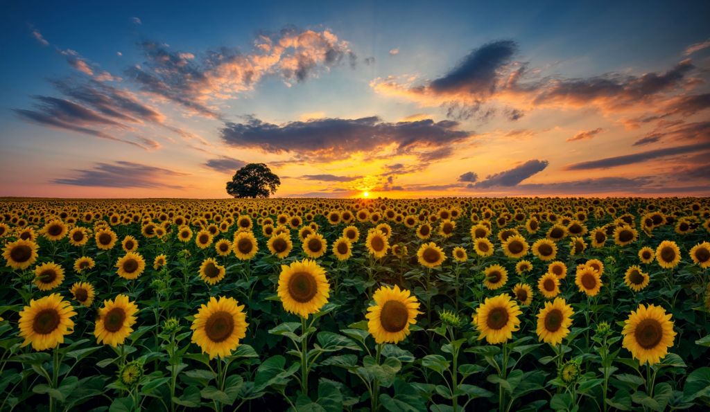 Feld voller Sonnenblumen
