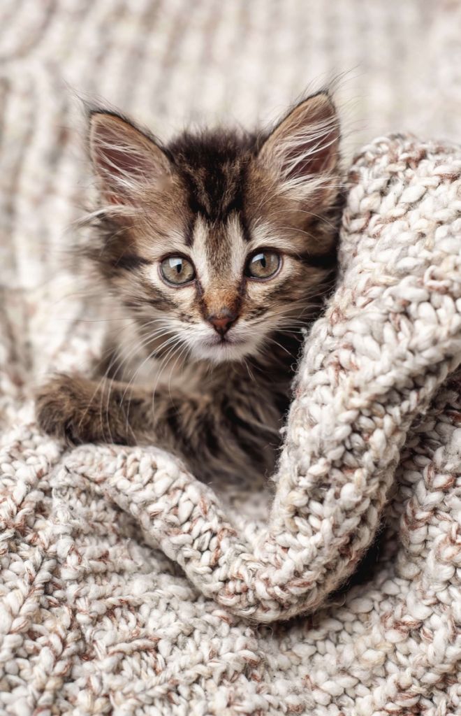 Katze in einer Decke