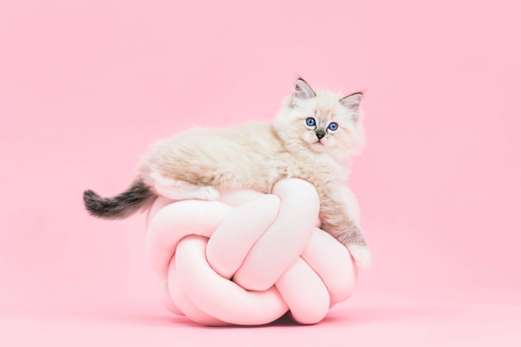 Weiße Katze auf rosa Hintergrund