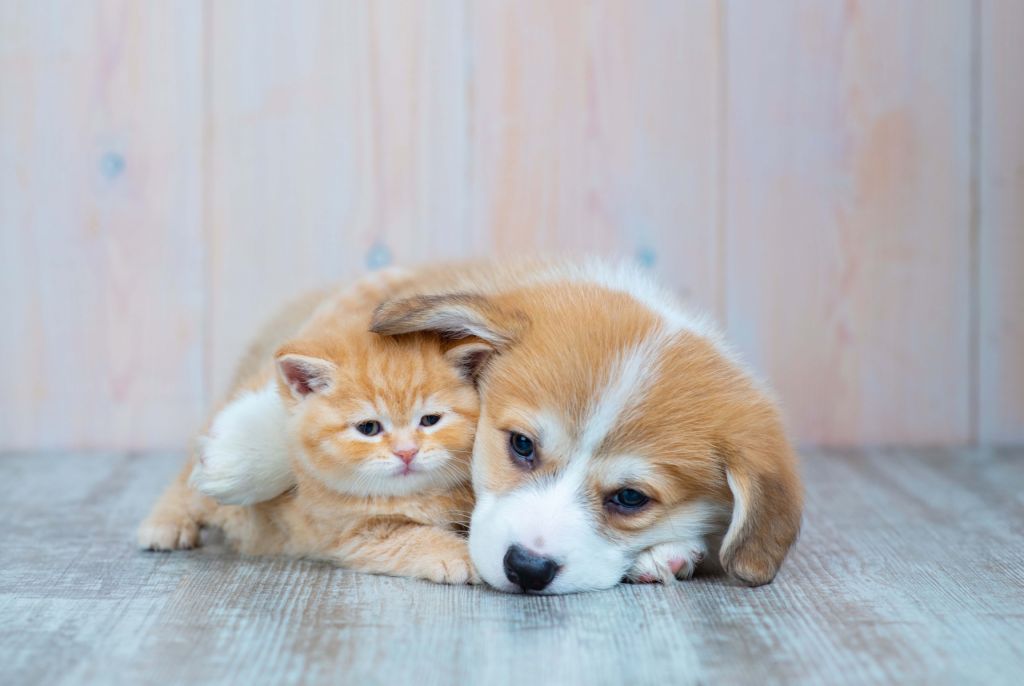 Katzentapete. Bild eines Kätzchens und eines Welpen.
