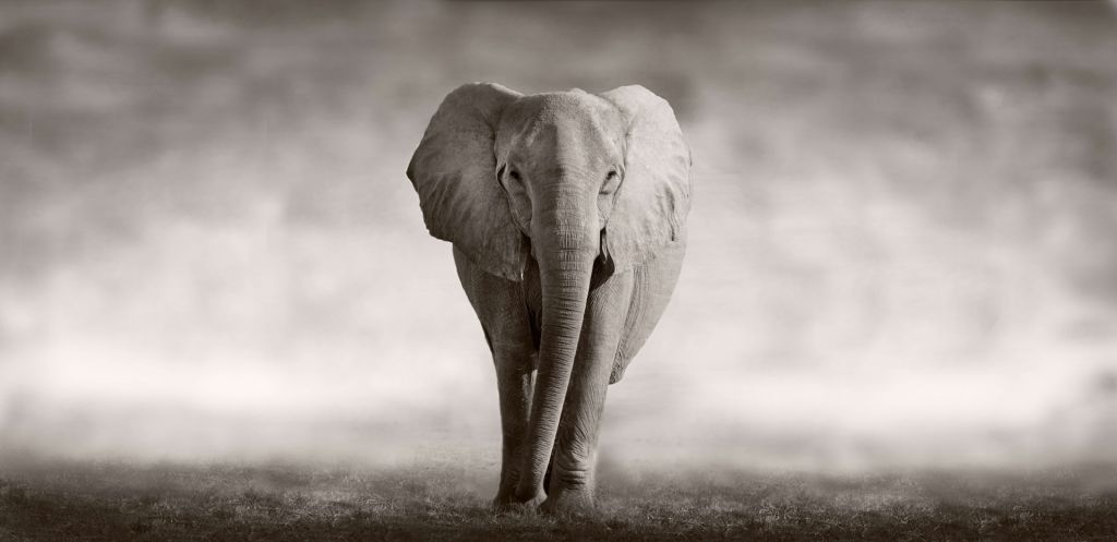 Schöner Elefant