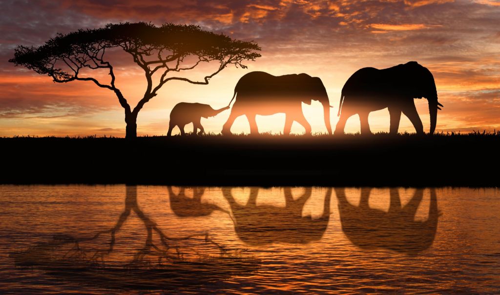 Elefanten in der Savanne