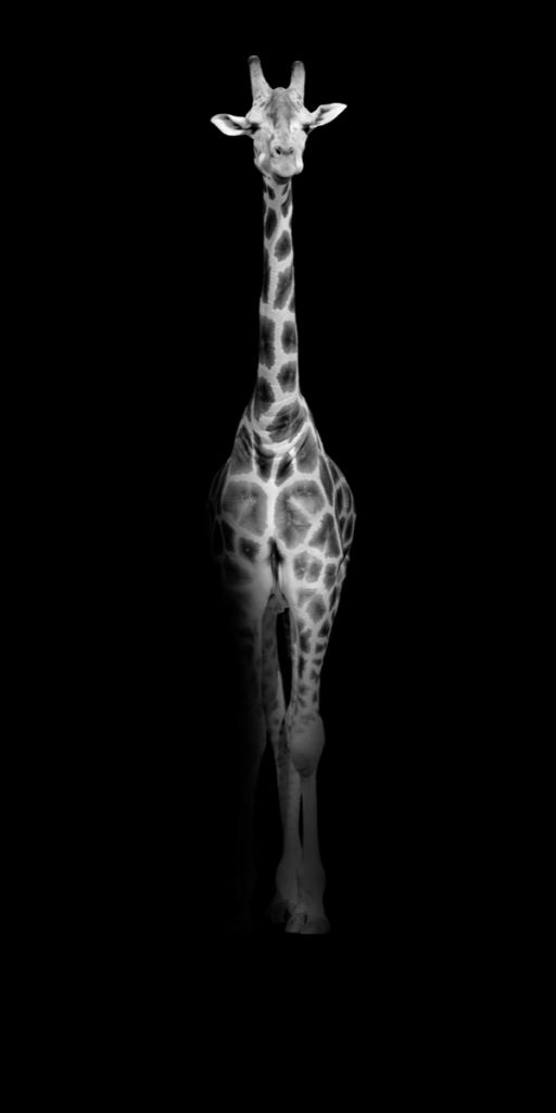 Giraffe schwarz-weiß