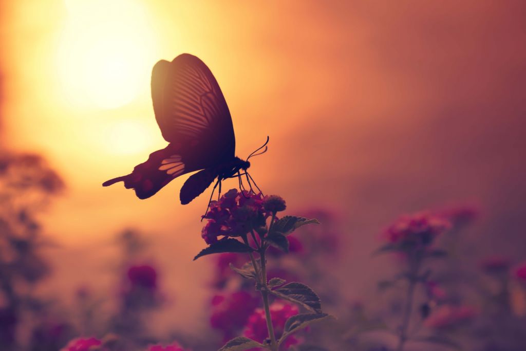 Schmetterling mit Sonnenuntergang