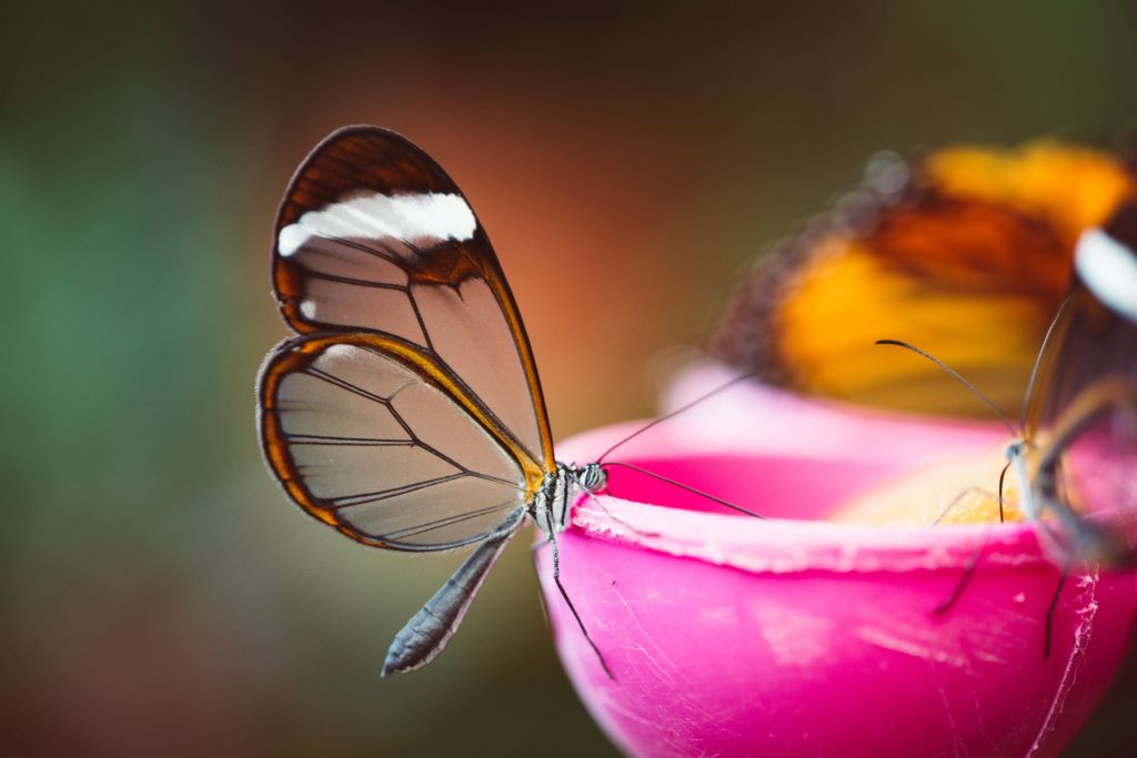 Schmetterling mit transparenten Flügeln