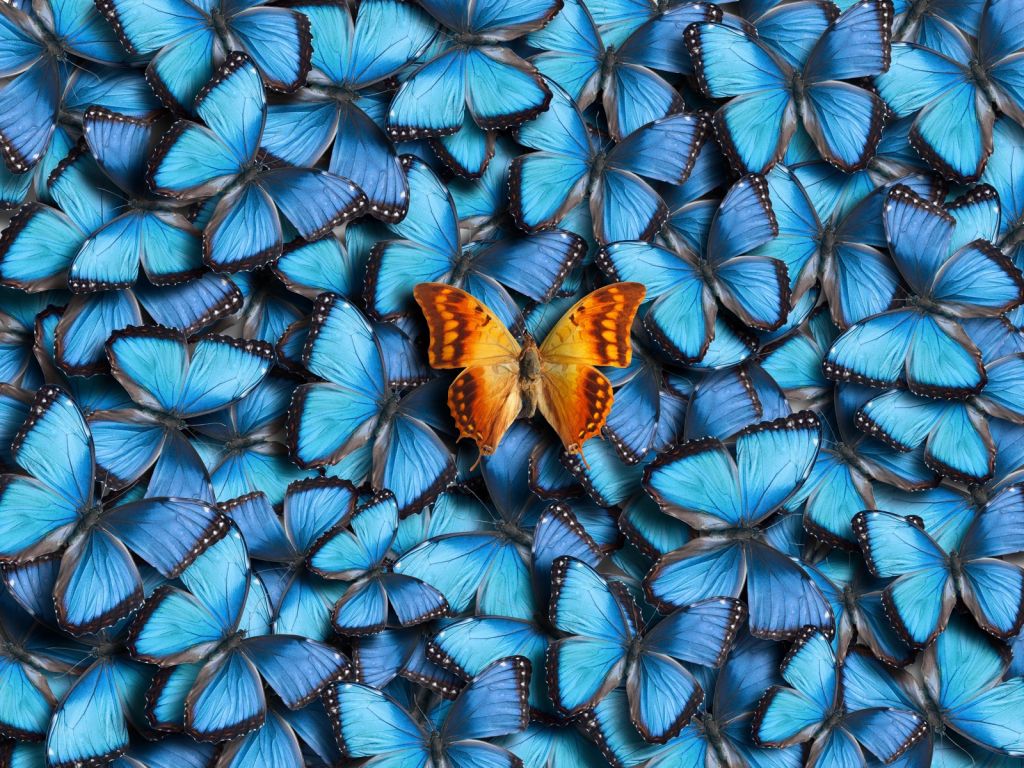 Schmetterling Zusammensetzung