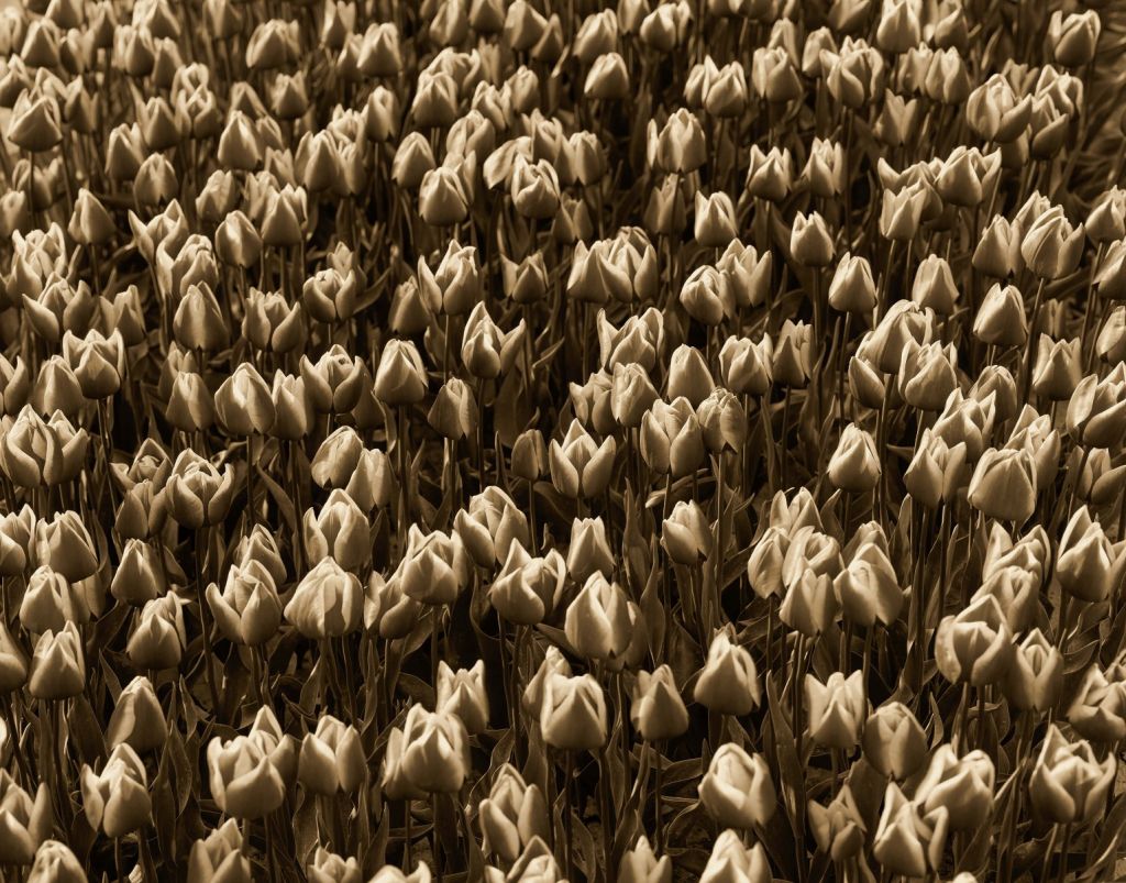 Goldene Tulpen
