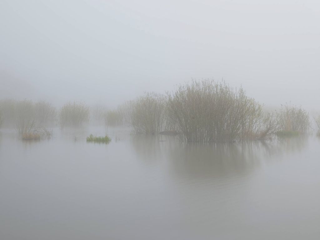Nebel im Naturschutzgebiet