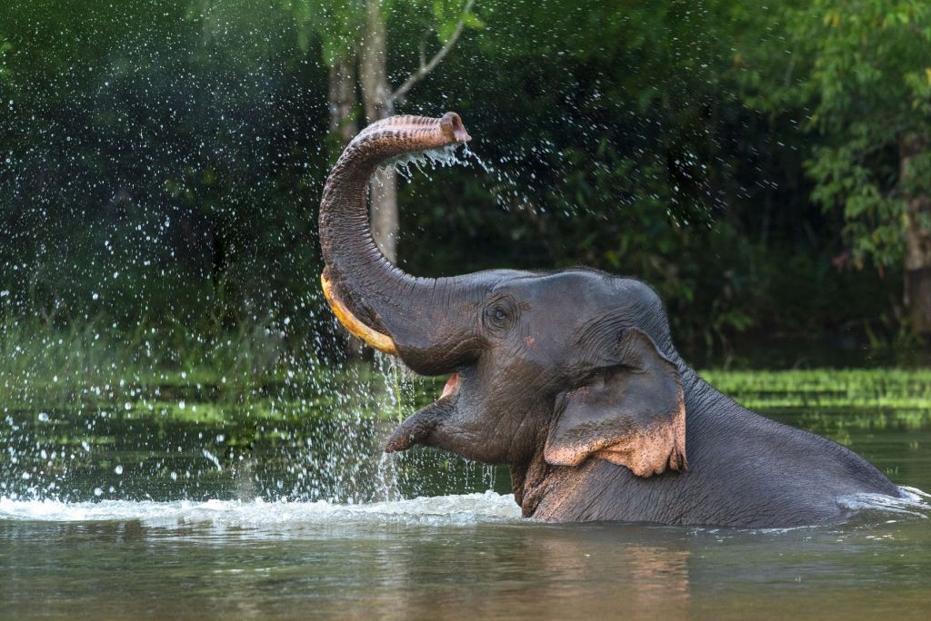 Elefant im Wasser
