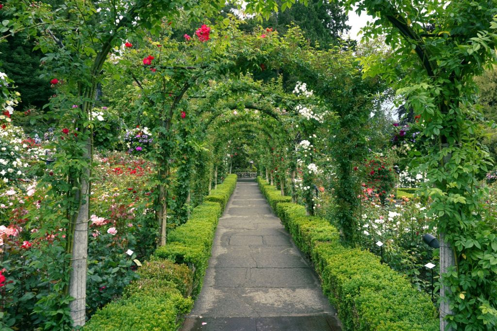 Weg durch den Rosengarten