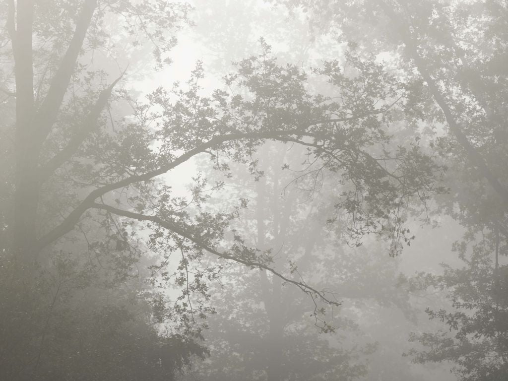 Wunderschöner Wald im Nebel