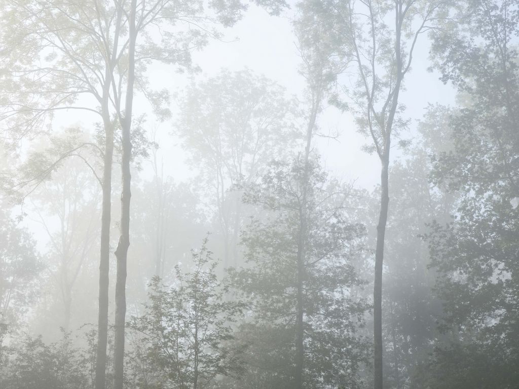 Dichter Nebel in Wald