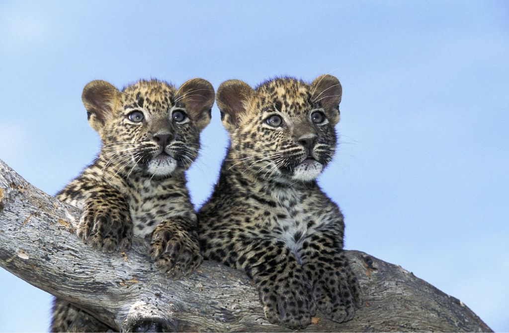 Kleine Leoparden