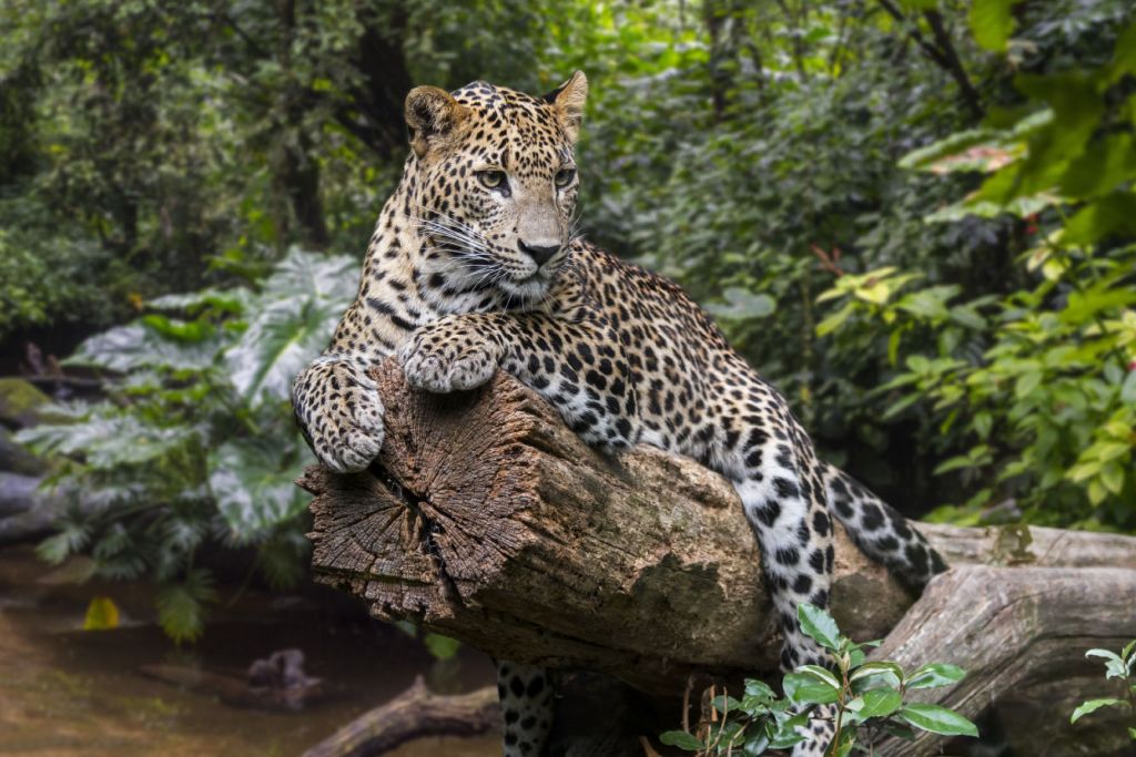 Leopard auf Baum
