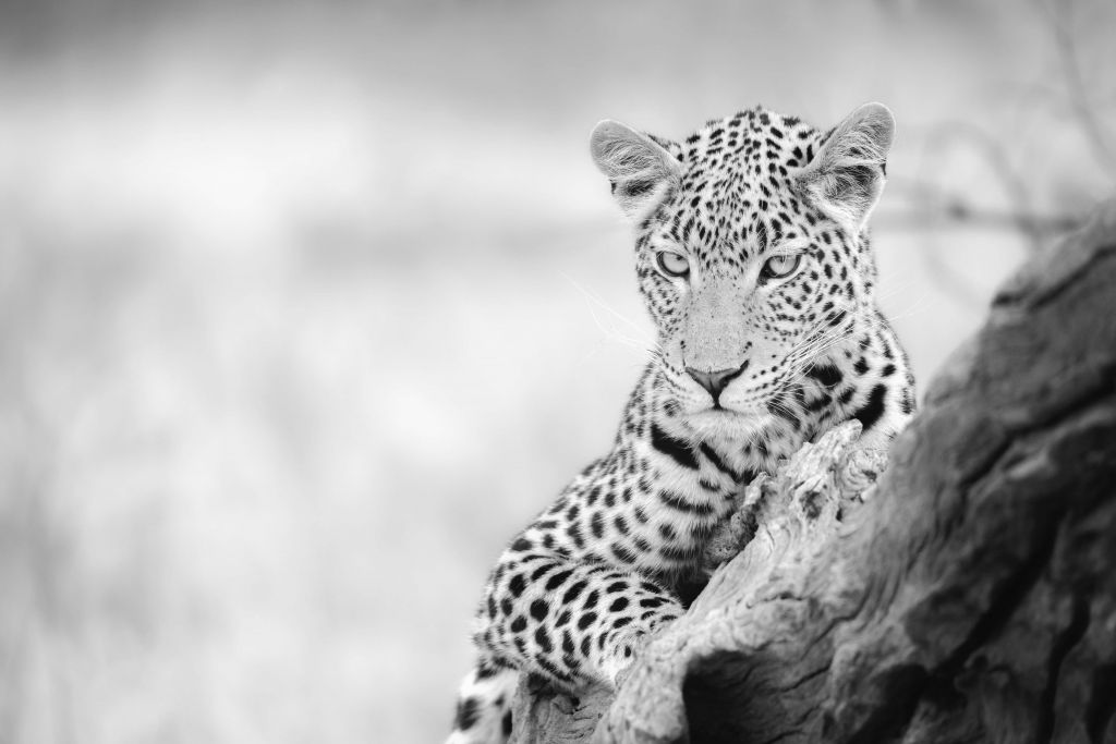Leopard schwarz, weiß