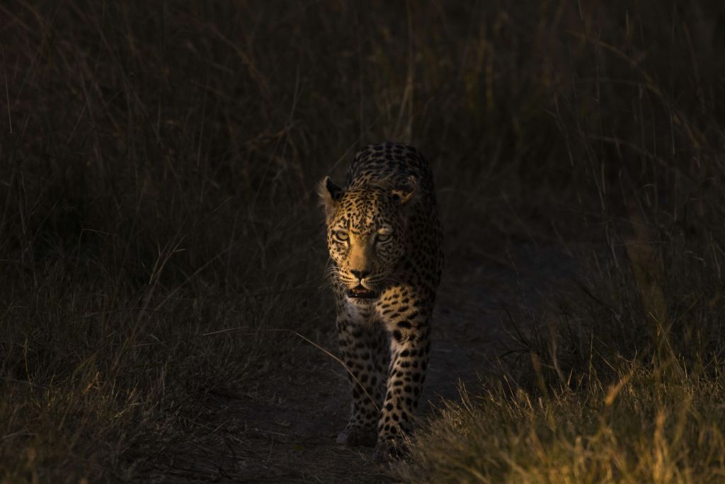 Leopard mit Sonnenuntergang