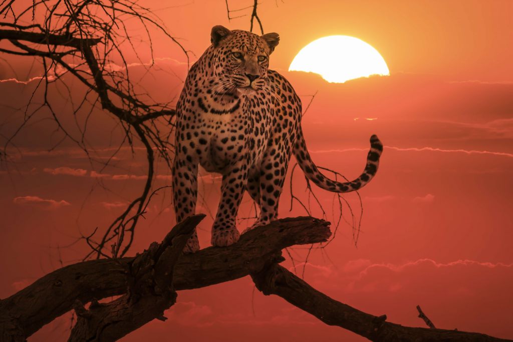 Leopard mit untergehender Sonne
