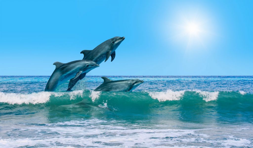 Delfine an der Küste