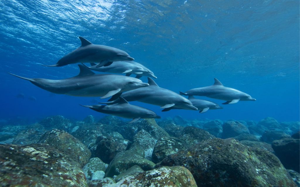 Delfine und Felsen