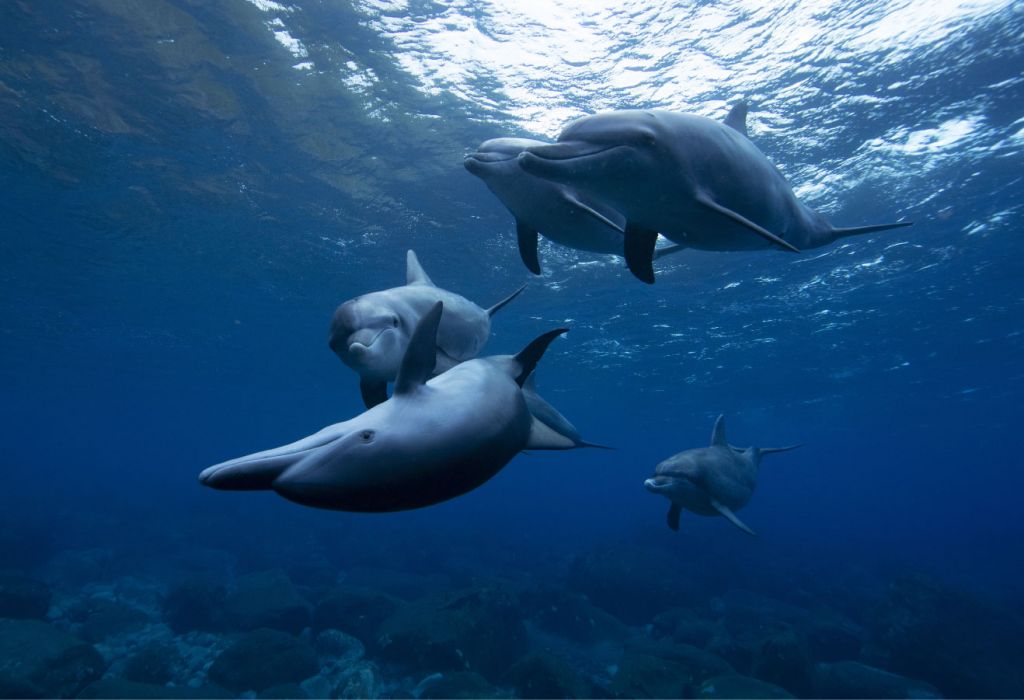 Fröhliche Delfine