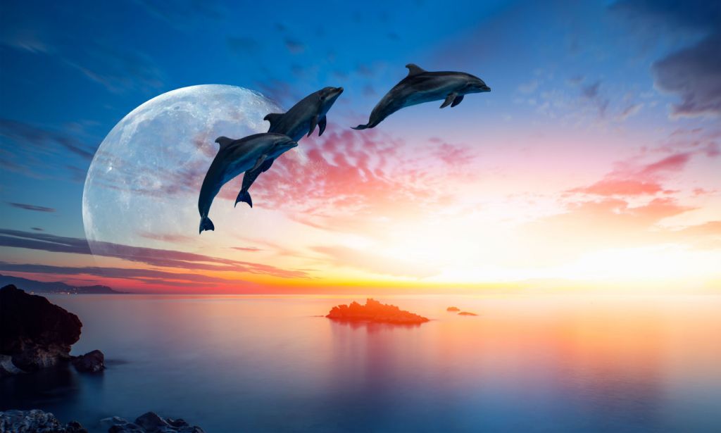 Delfine in der Nacht