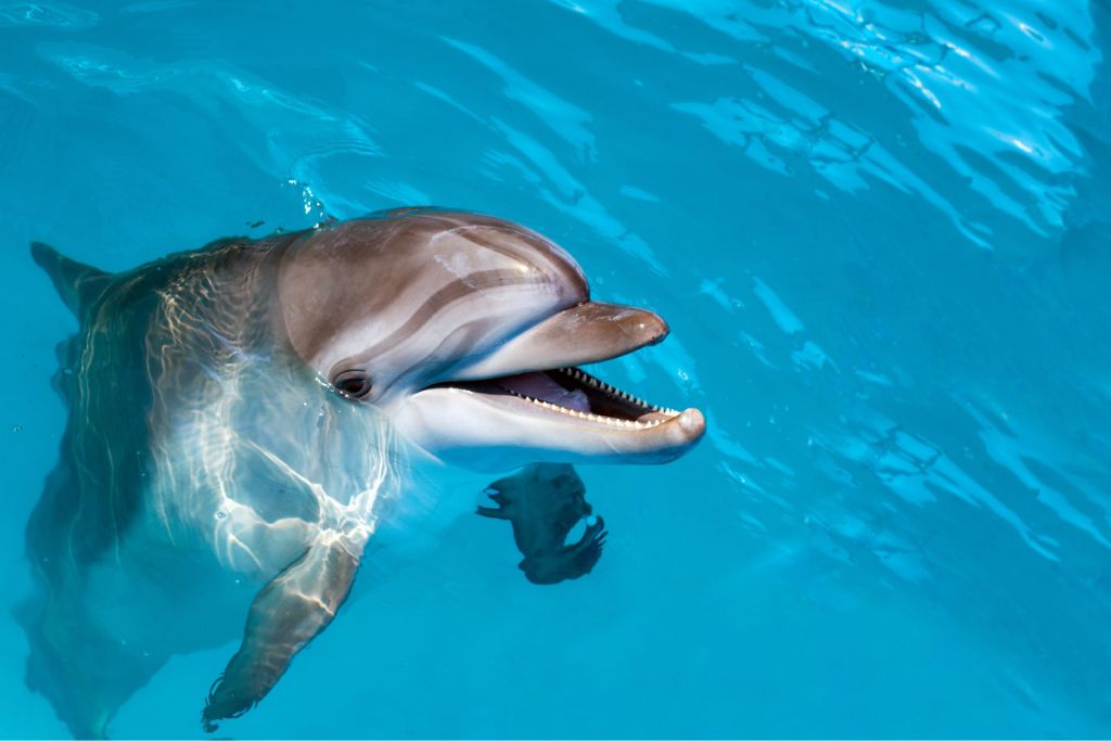 Freundlicher Delfin