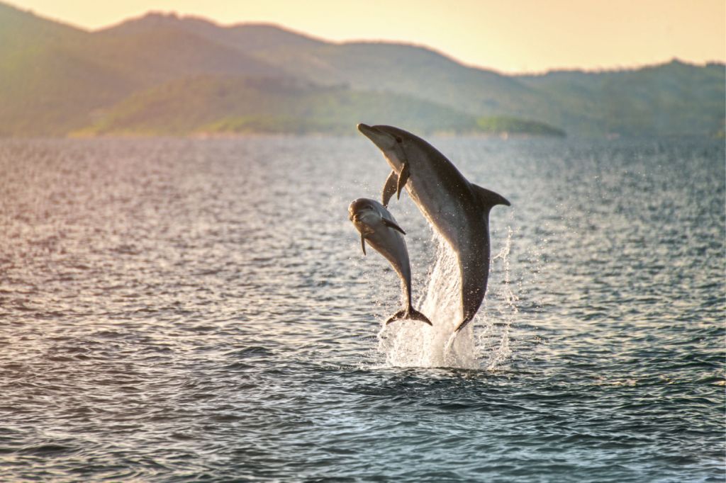 Zwei springende Delfine