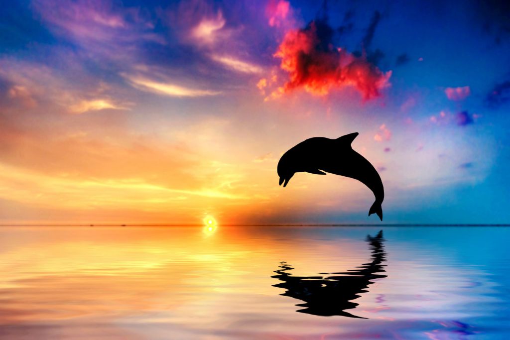Delfin Silhouette