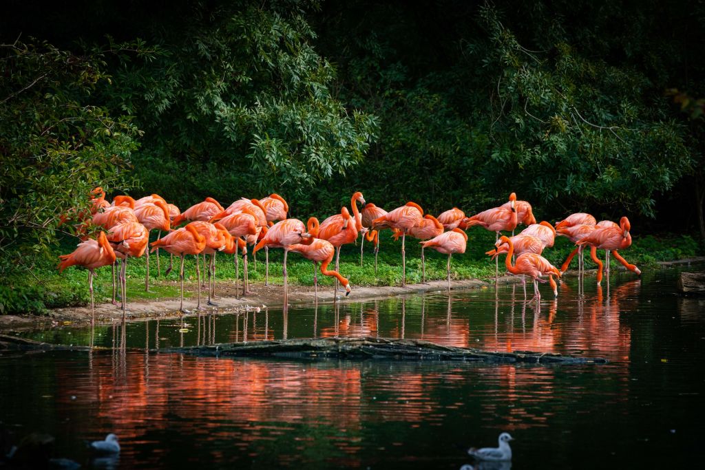 Flamingo's am Wasser