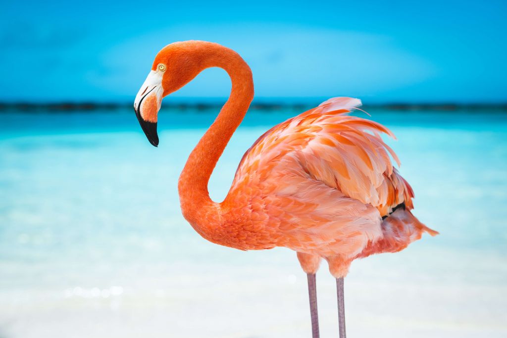 Tropischer Flamingo