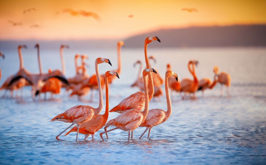 Glotzende Flamingos