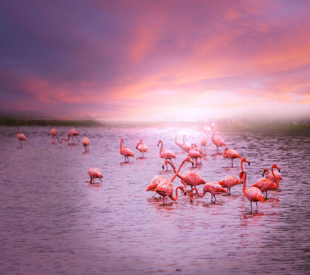Flamingo mit Sonnenuntergang