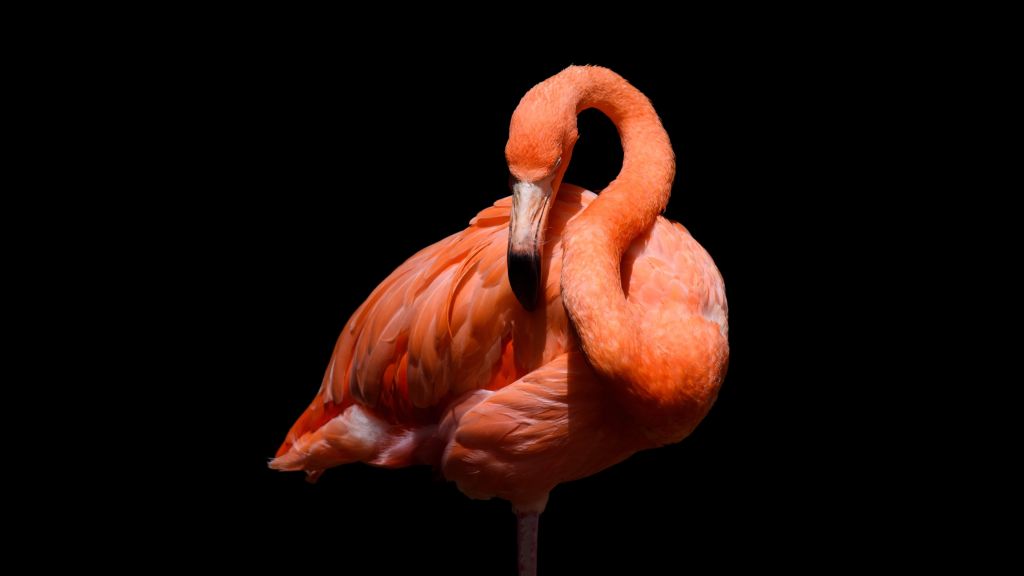Flamingo auf schwarzem Hintergrund