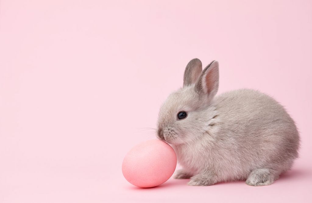 Kaninchen mit Ei