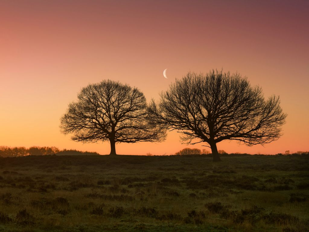 Mond zwischen den Bäumen