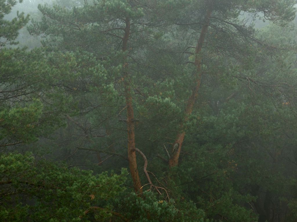 Nebel zwischen den Bäumen