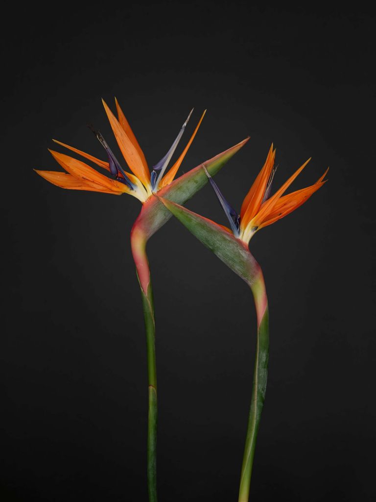 Orange Paradiesvogel Blumen