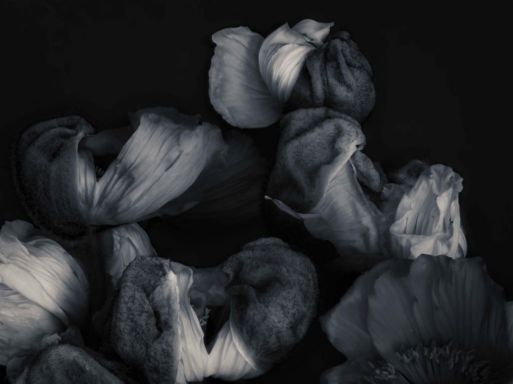 Mohnblumen schwarz und weiß