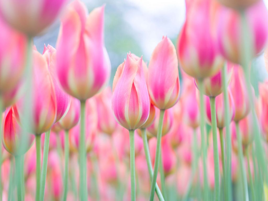 Nahaufnahme rosa Tulpen
