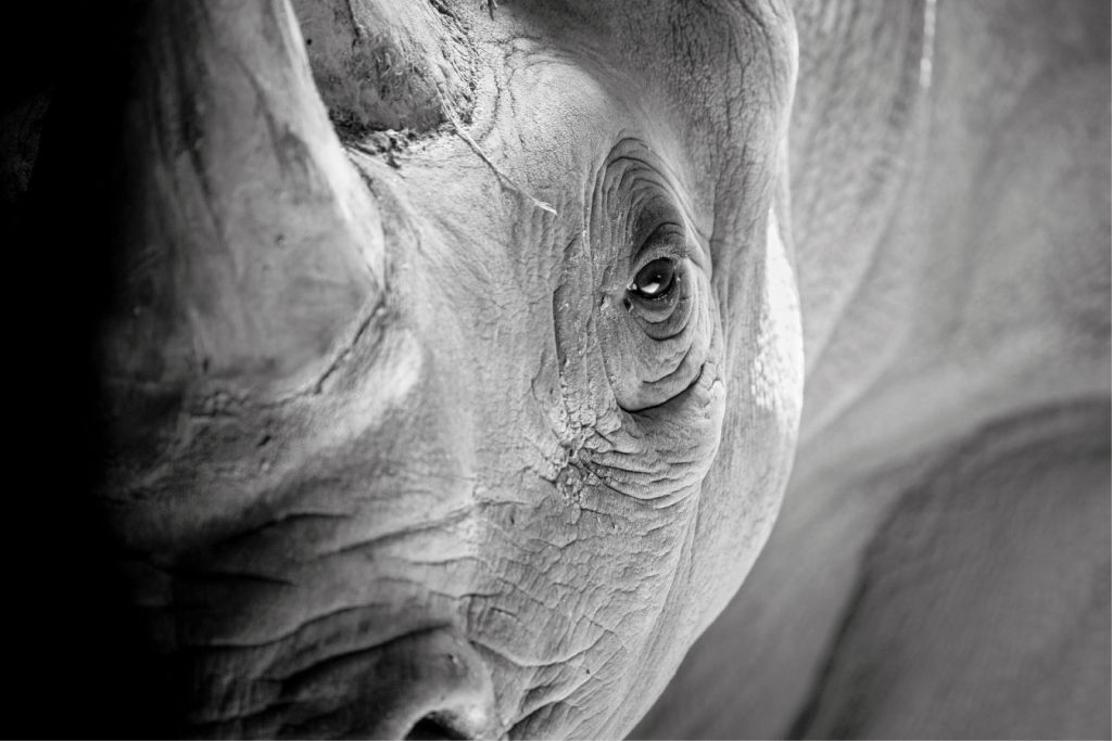 Nahaufnahme Rhinozeros