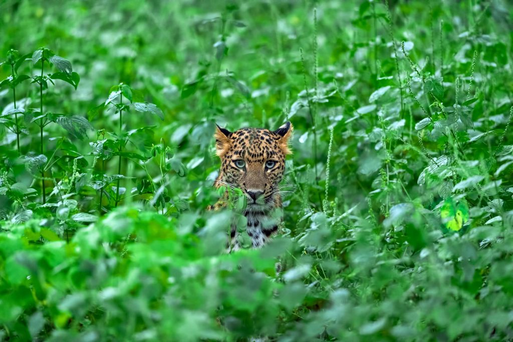Leopard im Wald