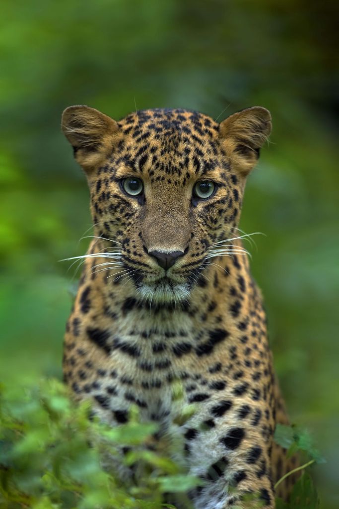 Fokussierter Leopard